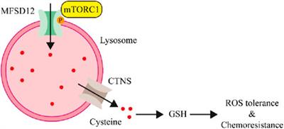 The emerging role and clinicopathological significance of MFSD12 in cancer and lysosomal storage diseases